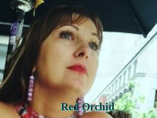 Red_Orchid